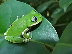 Болотная древесница