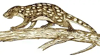 Реконструкция Kogaionon ungureanui