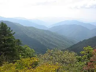 Корейский кедр представляет хвойно-широколиственные леса