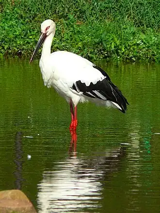 Дальневосточный аист (Ciconia boyciana)