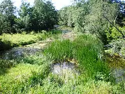 Кряуна около Обяляя летом 2015 года