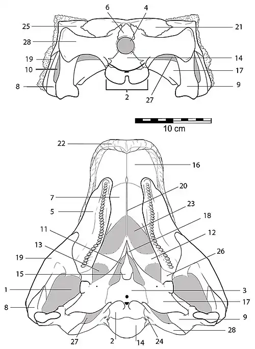 Кости черепа Kunbarrasaurus
