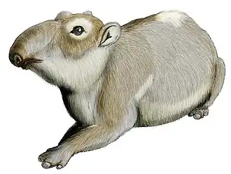 Квабебигиракс