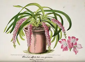 Aerides rosea