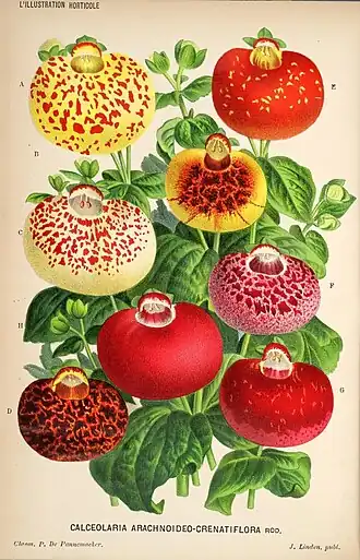 Calceolaria uniflora