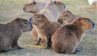 Капибары (Hydrochoerus hydrochaeris)