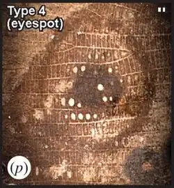 Глазчатое пятно на отпечатке крыла среднеюрского насекомого Kalligramma circularia под микроскопом