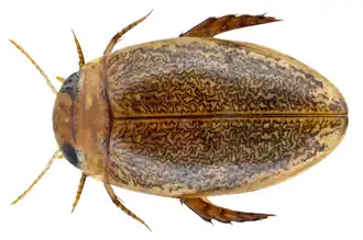 Laccophilus flexuosus