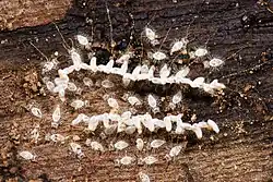 Кладка яиц и личинки Nymphidae sp.