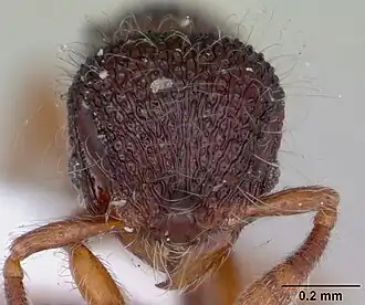 Lachnomyrmex amazonicus