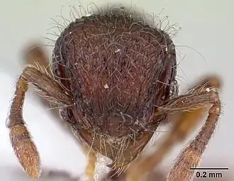 Lachnomyrmex longinoi