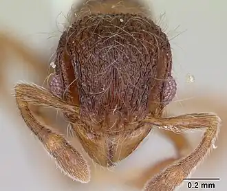 Lachnomyrmex mackayi