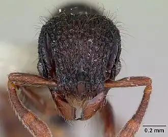 Lachnomyrmex platynodus
