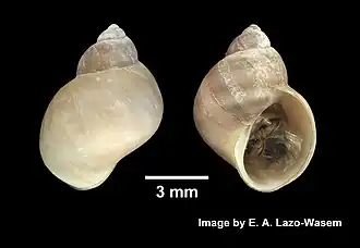 Раковина Lacuna vincta