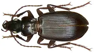 Laemostenus complanatus