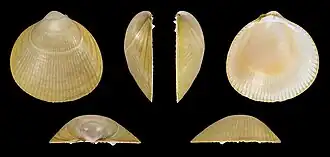 Laevicardium crassum