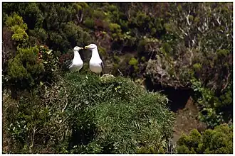 Лагоа-ду-Фогу, Сан-Мигел