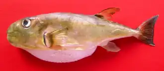 Lagocephalus spadiceus