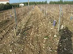 Виноградник