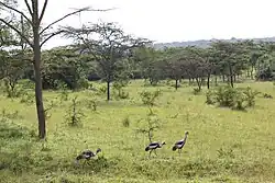 Журавли в саванне