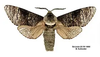 Древоточец осиновый