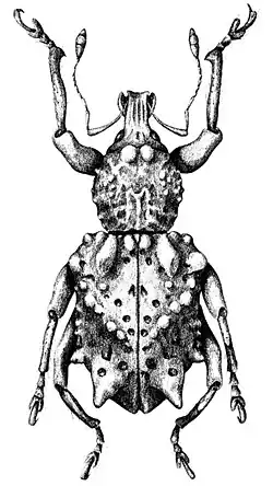Lamiarhinus aelficus