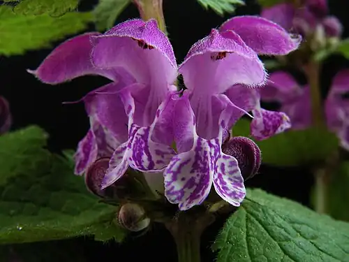 Яснотка пятнистая (Lamium maculatum)