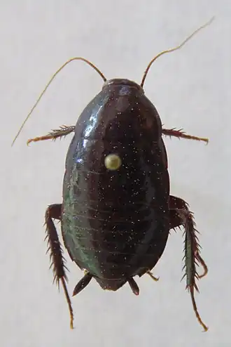 Lamproblatta albipalpus