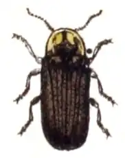 Lamprohiza splendidula