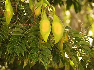 Lonchocarpus punctatus