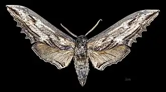 Langia zenzeroides nawai ♂