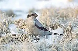 Серый сорокопут