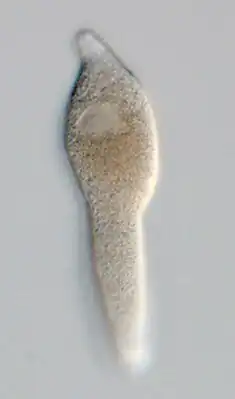 Трофозоит грегарины Lankesteria cystodytae