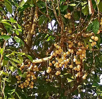 Лансиум домашний