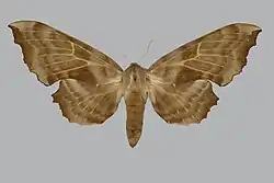 Самка (вид сверху)