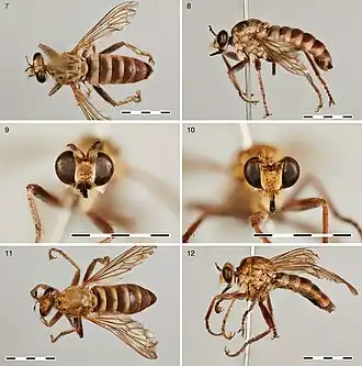 Laphyctis argenteofasciata