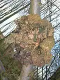 Большой нарост на вязе в парке графства Эглинтон[англ.], Шотландия