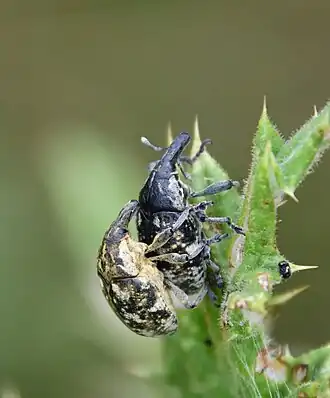 Спаривающаяся пара на листе мордовника
