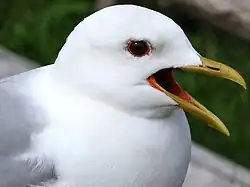 Larus canus canus