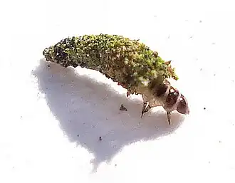 Luffia ferchaultella, гусеница