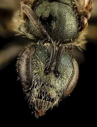 Lasioglossum admirandum