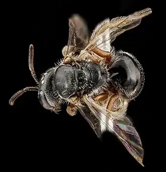 Lasioglossum birkmani (самка)