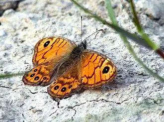 Буроглазка Мегера (Lasiommata megera)