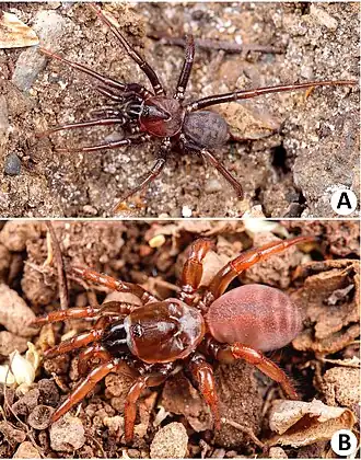 Latouchia calcicola. Самец (выше) и самка