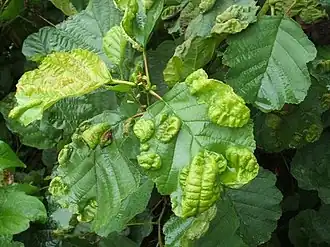 Повреждение листьев ольхи