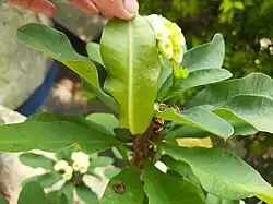 Leaf of Euphorbia milii from the back.