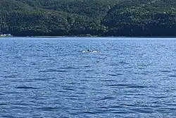 Плывущая кожистая черепаха