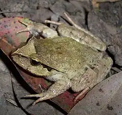 Lechriodus fletcheri