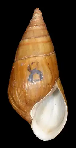 Лектотип Elimia cahawbensis