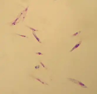 Промастиготы Leishmania tropica.Окраска по Гимзе, увеличение ×1000.